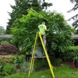 Pruning Services