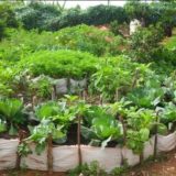 Organic Kitchen Gardening